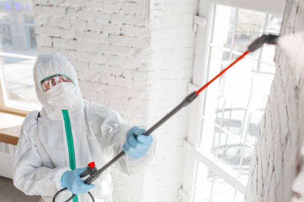 Best Health and Safety Mold Remediation in Clarkesville, GA